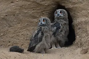 Eurasian Eagle-Owl (Bubo bubo) juveniles with food at breeding cavity