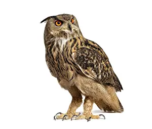 Eurasian Eagle-Owl, Bubo bubo, looking away