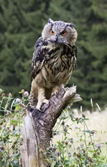 Eurasian Eagle Owl (Bubo bubo) with mouse