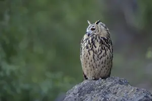 Eurasian Eagle-Owl (Bubo bubo) perched on the ground
