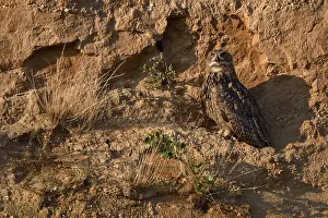 Eurasian Eagle-Owl (Bubo bubo) perched on the ground