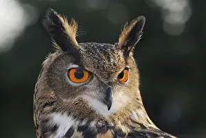 Eurasian Eagle Owl (Bubo bubo), portrait