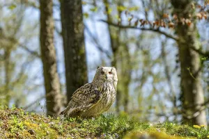 Eurasian eagle-owl (Bubo bubo) sitting on the ground