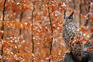 Eurasian Eagle Owl, Bubo Bubo, sitting tree trunk