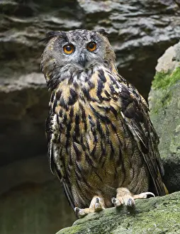 Eurasian Eagle-owl (Bubo bubo) standing in a rock face
