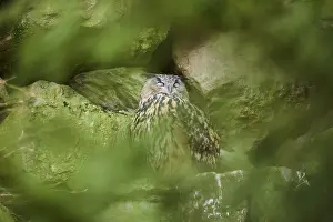 Eurasian Eagle-Owl (Bubo bubo) in a stone wall in a forest