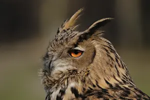 Eurasian Eagle-owl portrait