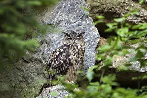 Eurasian Eagle-owl winking (Bubo bubo)