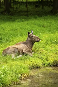 Eurasian elk (Alces alces) lying next to a little lake