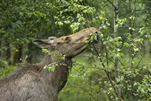 Eurasian elk, European moose, Alces alces