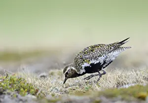 Eurasian golden plover (Pluvialis apricaria)