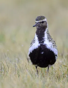 Eurasian golden plover (Pluvialis apricaria) is in the grass
