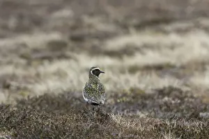 Eurasian Golden Plover (Pluvialis apricaria) on the tundra in spring