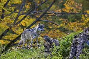 One eurasian gray wolf (Canis lupus lupus)