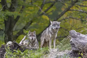 Two eurasian gray wolf (Canis lupus lupus)