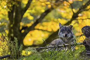 One eurasian gray wolf (Canis lupus lupus)