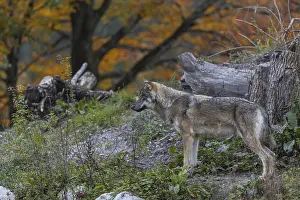 One eurasian gray wolf (Canis lupus lupus)