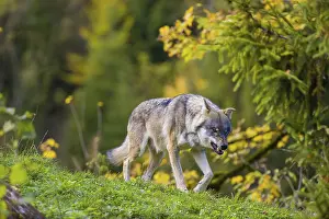 One eurasian gray wolf (Canis lupus lupus)