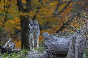 One eurasian gray wolf (Canis lupus lupus)
