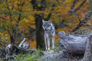 One eurasian gray wolf (Canis lupus lupus)