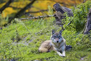 One eurasian gray wolf (Canis lupus lupus)
