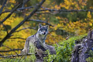 One eurasian gray wolf (Canis lupus lupus)
