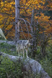One eurasian gray wolf (Canis lupus lupus)
