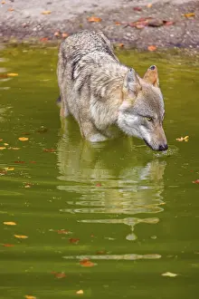 A Eurasian gray wolf (Canis lupus lupus) drinks from a pond in a forest