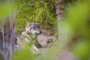 A eurasian gray wolf (Canis lupus lupus) rests under a spruce tree