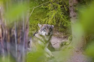 A eurasian gray wolf (Canis lupus lupus) rests under a spruce tree