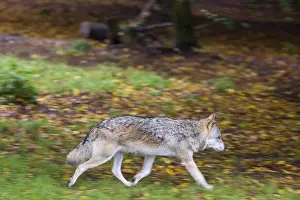 One eurasian gray wolf (Canis lupus lupus) running over the forest floor over dead leafes