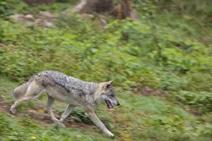 One eurasian gray wolf (Canis lupus lupus) running over a green meadow in an open forest