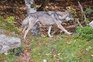 A eurasian gray wolf (Canis lupus lupus) runs through a forest