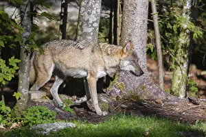 A eurasian gray wolf (Canis lupus lupus) runs along a forest edge