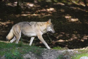 A eurasian gray wolf (Canis lupus lupus) runs along a forest edge