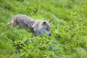 One eurasian gray wolf (Canis lupus lupus) runs over a green meadow in an open forest