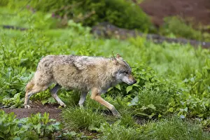 One eurasian gray wolf (Canis lupus lupus) runs over a green meadow in an open forest