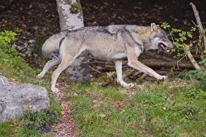 A eurasian gray wolf (Canis lupus lupus) runs down a hill