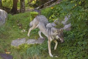 A eurasian gray wolf (Canis lupus lupus) runs down a hill