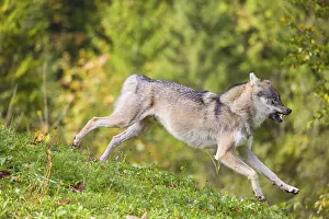 A eurasian gray wolf (Canis lupus lupus) runs across a meadow down a hill