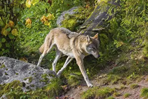 A eurasian gray wolf (Canis lupus lupus) runs across a meadow on a hill