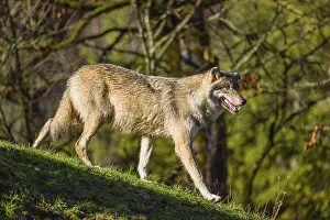 A Eurasian gray wolf (Canis lupus lupus) runs across a meadow on hilly terrain