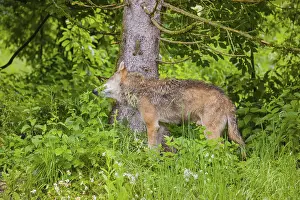 A eurasian gray wolf (Canis lupus lupus) scratches his neck on a tree