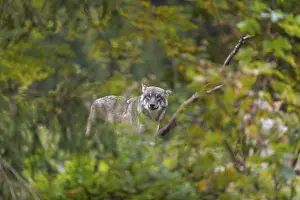 One eurasian gray wolf (Canis lupus lupus) standing in green vegetation