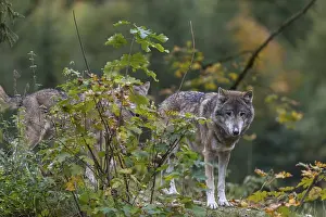 Two eurasian gray wolf (Canis lupus lupus) standing on a small hill between fall foliage