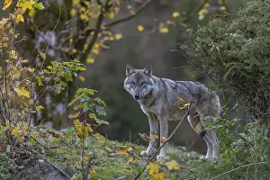 One eurasian gray wolf (Canis lupus lupus) standing on a small hill between fall foliage