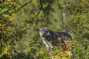 One eurasian gray wolf (Canis lupus lupus) standing on a small hill between fall foliage
