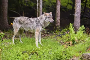 A Eurasian gray wolf (Canis lupus lupus) stands at the edge of a forest