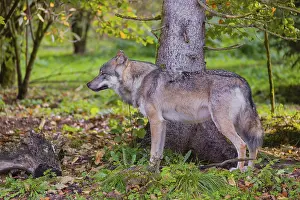 A eurasian gray wolf (Canis lupus lupus) stands at a forest edge