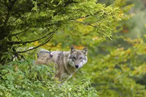 One eurasian gray wolf (Canis lupus lupus) stands on a hill